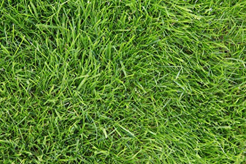 Kentucky 31 K31 Tall Fescue Grass Seed by Eretz – Choose Size! State Certified, No fillers, No Weed or Other Crop Seeds (3lbs) - Image 14