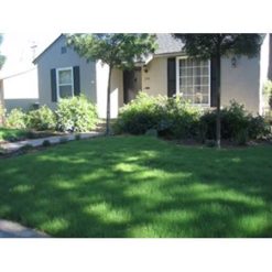 Buffalo Grass Seed – 15 lbs.