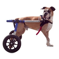 Walkin’ Wheels Dog Wheelchair – for Large Dogs 70-180 lbs – Veterinarian Approved 70-180 lbs, 14-16inch Leg