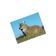 Flambeau Lone Howler Coyote Decoy - Image 10