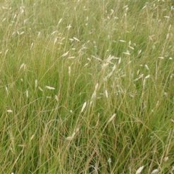 Alternative view of Buffalo Grass Seed – 15 lbs.