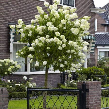 Limelight Hydrangea Tree, Size: 4-5 ft.